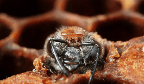 Abeja naciendo con un ácaro varroa en la cabeza