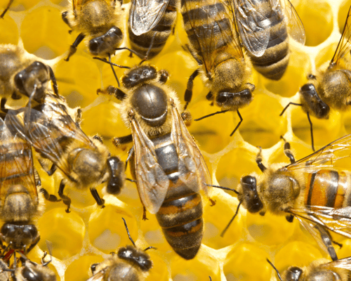 Reina de Apis mellifera