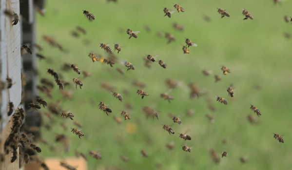 Colmena muy poblada de abejas con muchas pecoreadoras entrando a la colmena