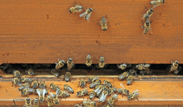 Abejas en la entrada de la colmena batiendo sus alas