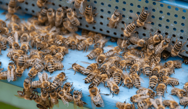 Abejas obreras fuera de la colmena regulando la temperatura