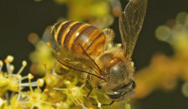 Abeja Apis cerana sobre una flor