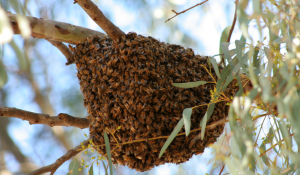 Enjambre de abejas Africanizadas