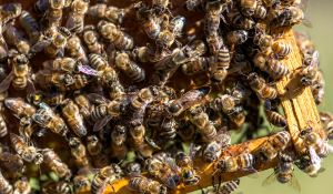 Abeja reina africanizada en panal de abejas