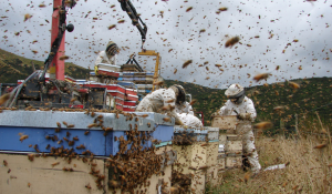 Gran cantidad de abejas volando alrededor de los apicultores trabajando