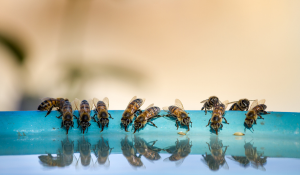 Abejas fuera de la colmena ayudando a regular la temperatura